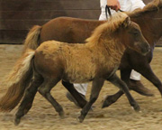 Sieger Mini-Shetlandpony - Stutfohlen v. Guido vom Stal den Bogerd ad Karolinchen.